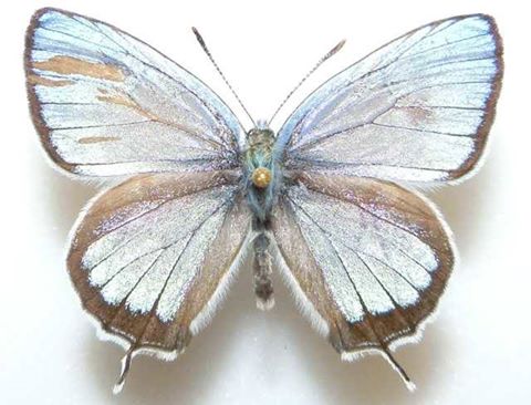 Sibataniozephyrus fujisanus (gynandromorph, japan) (Internet Image property of respective owner, non-commercial use only)